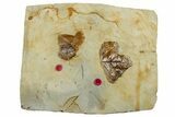 Wide Plate with Two Fossil Leaves (Unidentified) - Montana #262705-1